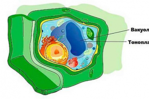 Особливості та функції вакуолей у клітинах рослин Особливості та функції вакуолей у клітинах рослин